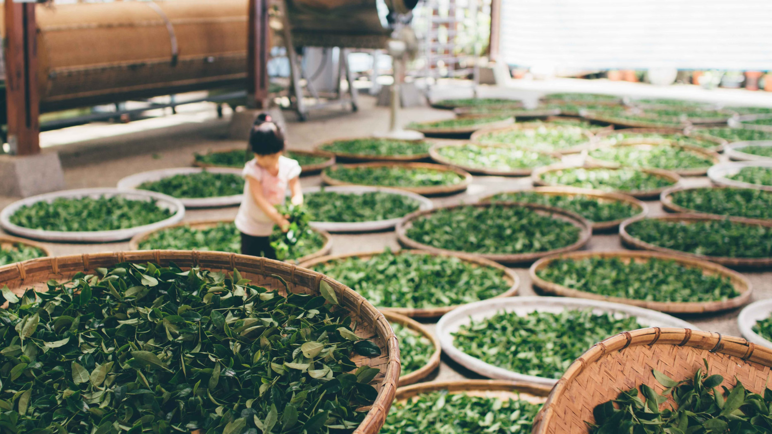 Tea and beans are the best grow buddies