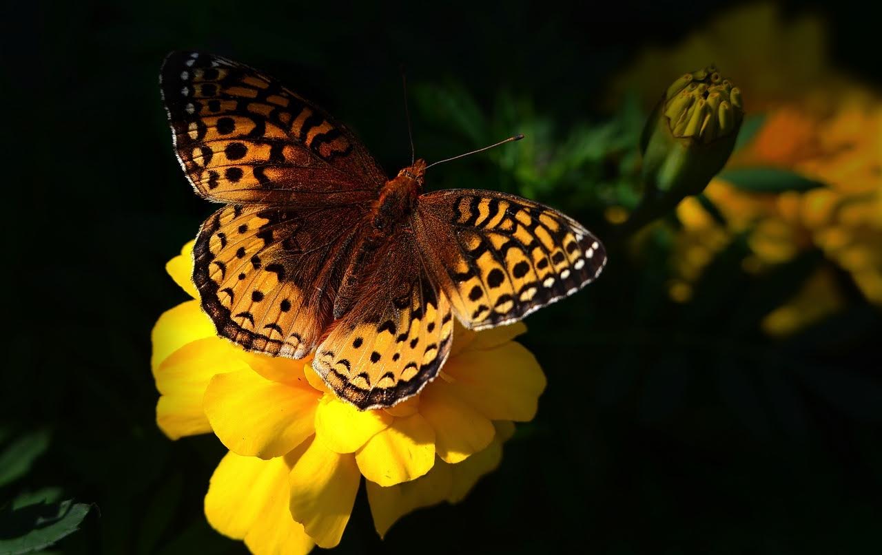 COP16 exposes failing political will, private sector’s key role in global biodiversity action